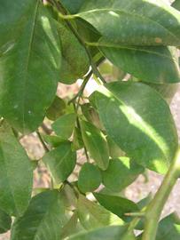            Shade leaves (Winter Haven, FL)   