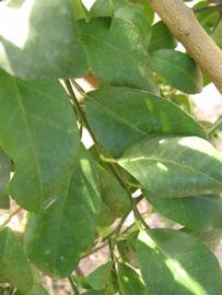            Shade leaves (Winter Haven, FL)   