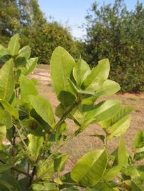            Sun leaves (Winter Haven, FL)   