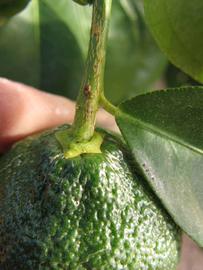            Immature fruit (Winter Haven, FL)   