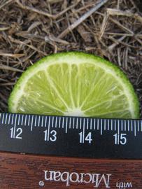            Immature fruit cross-section (Winter Haven, FL)   