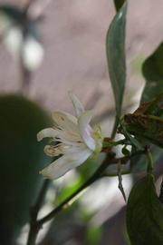              Flower (Riverside, CA)       