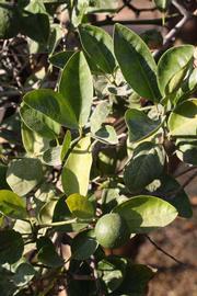              Sun leaves (Riverside, CA)       