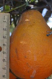            Fruit (Riverside, CA)   