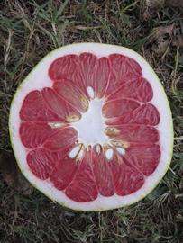              Fruit cross-section of  Citrus maxima         (Red   Shaddock,   Winter Haven,   FL)       