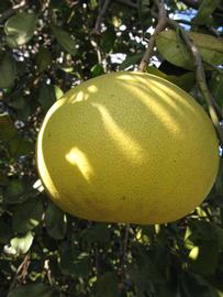              Fruit of  Citrus maxima         (Red Shaddock, Winter Haven,   FL)       