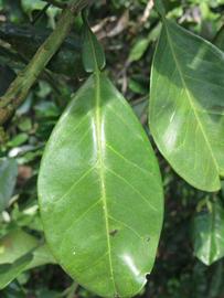              Unifoliolate leaf of  Citrus maxima           (Red Shaddock,   Winter Haven, FL)       