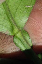              Petiole (Riverside, CA)       