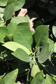              Sun leaves (Riverside, CA)       