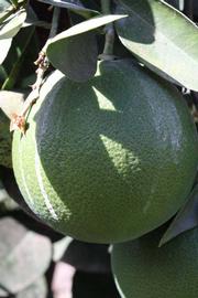            Immature fruit (Riverside, CA)   