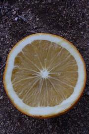            Fruit cross-section (Riverside, CA)   