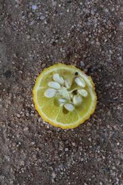            Fruit cross-section (Riverside, CA)   