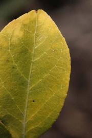              Margin (Riverside, CA)       