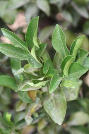              Sun leaves (Riverside, CA)       