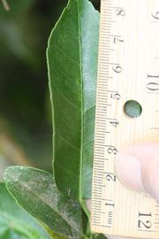              Unifoliolate leaf (Riverside, CA)       