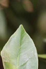              Margin (Riverside, CA)       