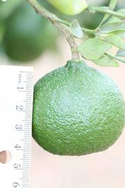            Immature fruit (Riverside, CA)   