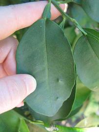           Unifoliolate leaf of  Citrus paradisi        (Rio   Red, Winter Haven, FL)   