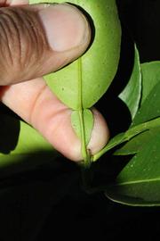              Unifoliolate leaf of  Citrus paradisi      (Rio   Red, Riverside, CA)       