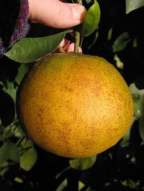            Fruit of  Citrus paradisi       (Rio Red, Winter   Haven, FL)   