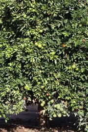            Habit (Riverside, CA)   