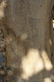            Bark (Riverside, CA)   