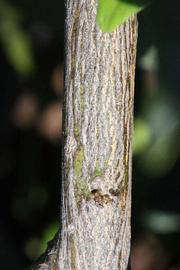              Second - third year twig (Riverside, CA)       