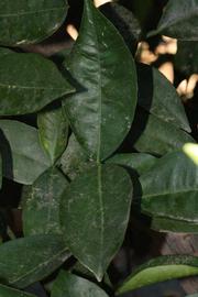              Shade leaves (Riverside, CA)       