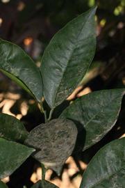              Shade leaves (Riverside, CA)       