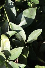              Sun leaves (Riverside, CA)       