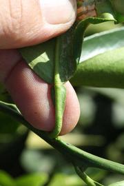              Petiole (Riverside, CA)       