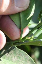              Petiole (Riverside, CA)       