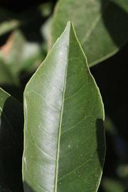              Margin (Riverside, CA)       