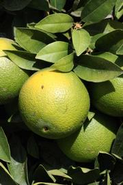            Immature fruit (Riverside, CA)   