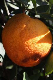            Fruit (Riverside, CA)   