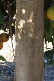              Bark (Riverside, CA)       