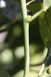              First year twig (Riverside, CA)       