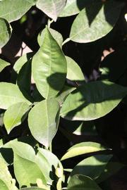            Sun leaves (Riverside, CA)   