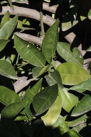            Sun leaves (Riverside, CA)   