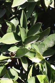            Sun leaves (Riverside, CA)   