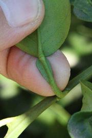              Petiole (Riverside, CA)       