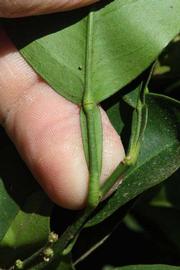              Petiole (Riverside, CA)       