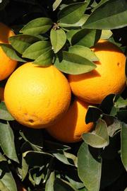            Fruit (Riverside, CA)   