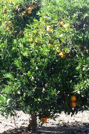            Habit (Riverside, CA)   