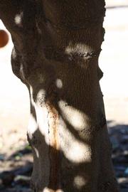              Bark (Riverside, CA)       