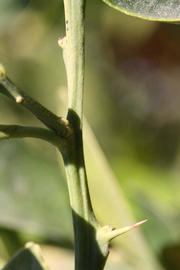              First year twig (Riverside, CA)       