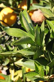            Sun leaves (Riverside, CA)   