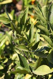            Sun leaves (Riverside, CA)   