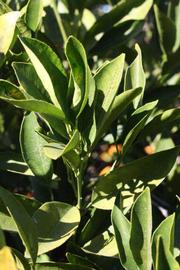            Sun leaves (Riverside, CA)   