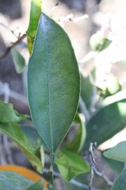              Unifoliolate leaf (Riverside, CA)       